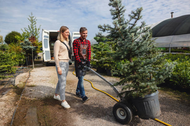 How Our Tree Care Process Works  in  North Springfield, VA